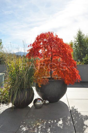 Acer-palmatum-Herbstfärbung-1.3