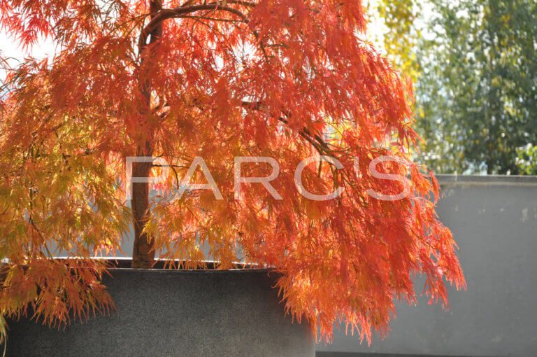 Acer-palmatum-Herbstfärbung
