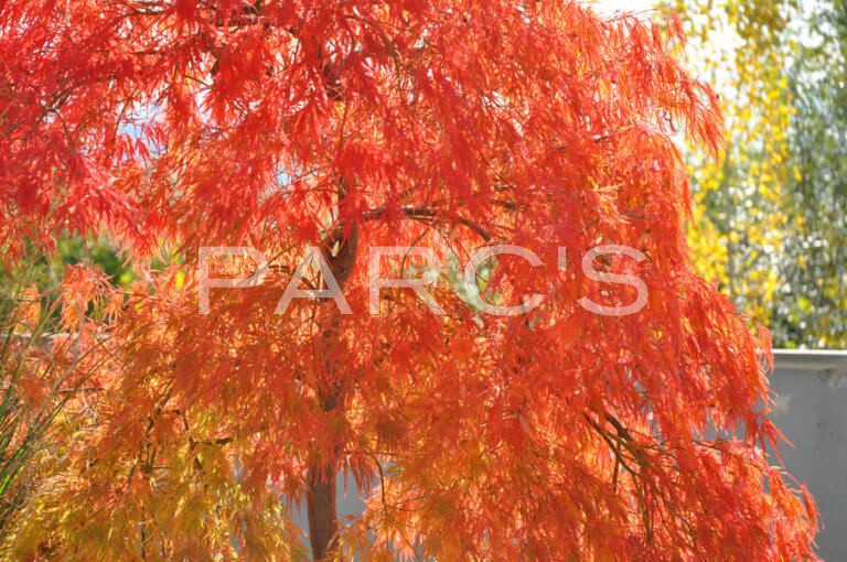 Acer_palmatum_Herbstfärbung-3