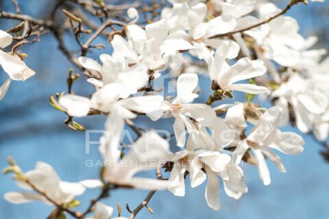 Pflanze des Monats März: Sternmagnolie (Magnolia stellata)