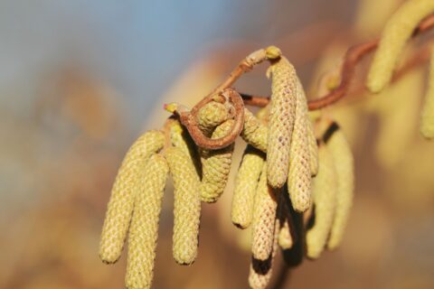 Pflanze des Monats Februar: Corylus avellana (Gemeiner Hasel)