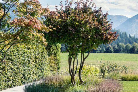 Parrotia-persica-eisenholzbaum-parcs-gartengestaltung